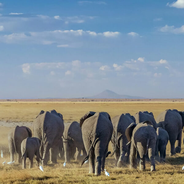 Read more about the article 3 Days Tsavo East and Amboseli National Park