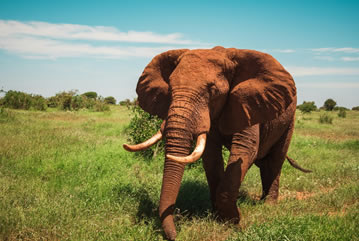 2 Days Tsavo East and Saltlick