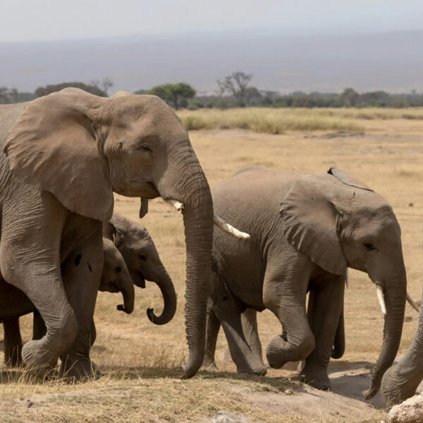 Read more about the article 3 Days Tsavo East and West and Amboseli National Park