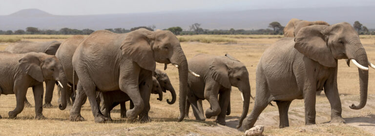 5 Days Tsavo East, west Voyager Ziwani and Amboseli safari