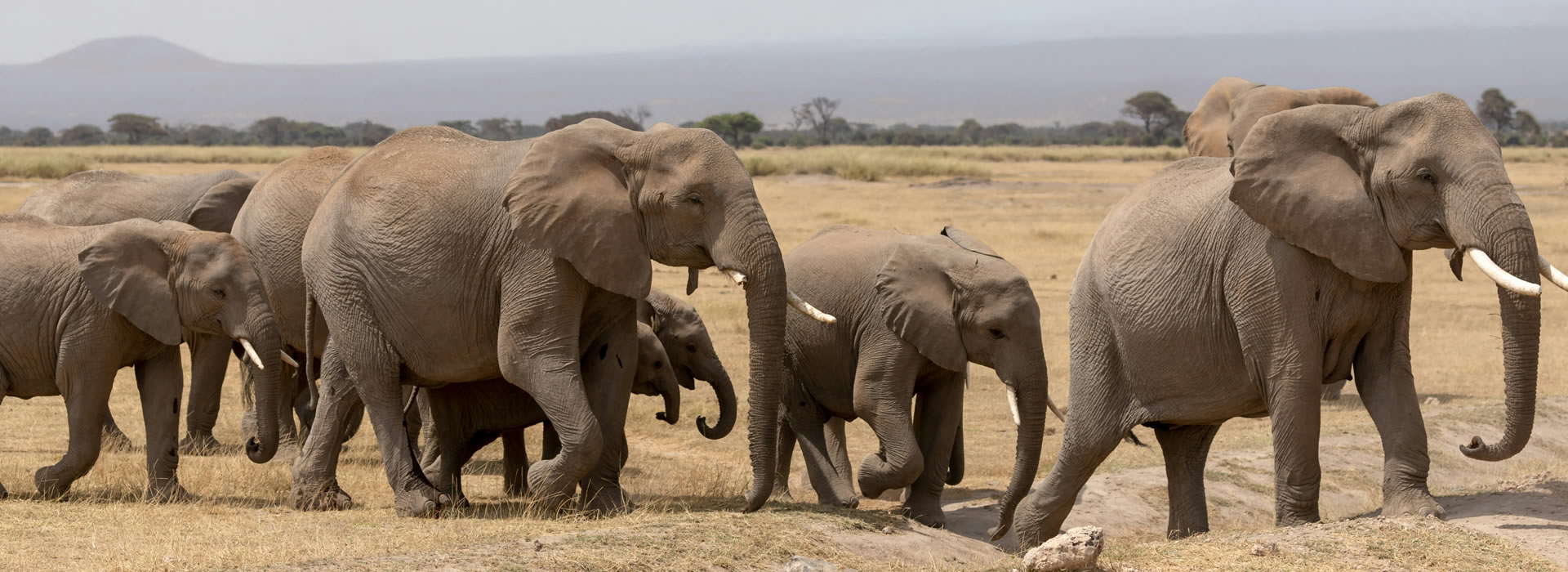 Read more about the article 3 Days Tsavo East and West and Amboseli National Park