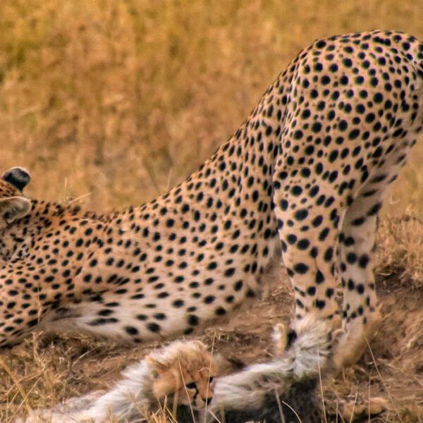Read more about the article Explore Tsavo East, Tsavo West & Amboseli – 4-Day Wildlife Safari in Kenya