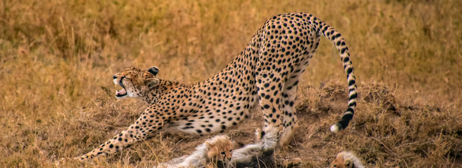 Read more about the article Explore Tsavo East, Tsavo West & Amboseli – 4-Day Wildlife Safari in Kenya