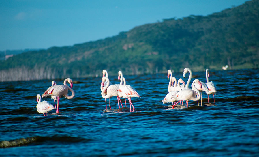 Read more about the article 5 Days  Lake Nakuru National Park & Masai Mara Game Reserve Safari