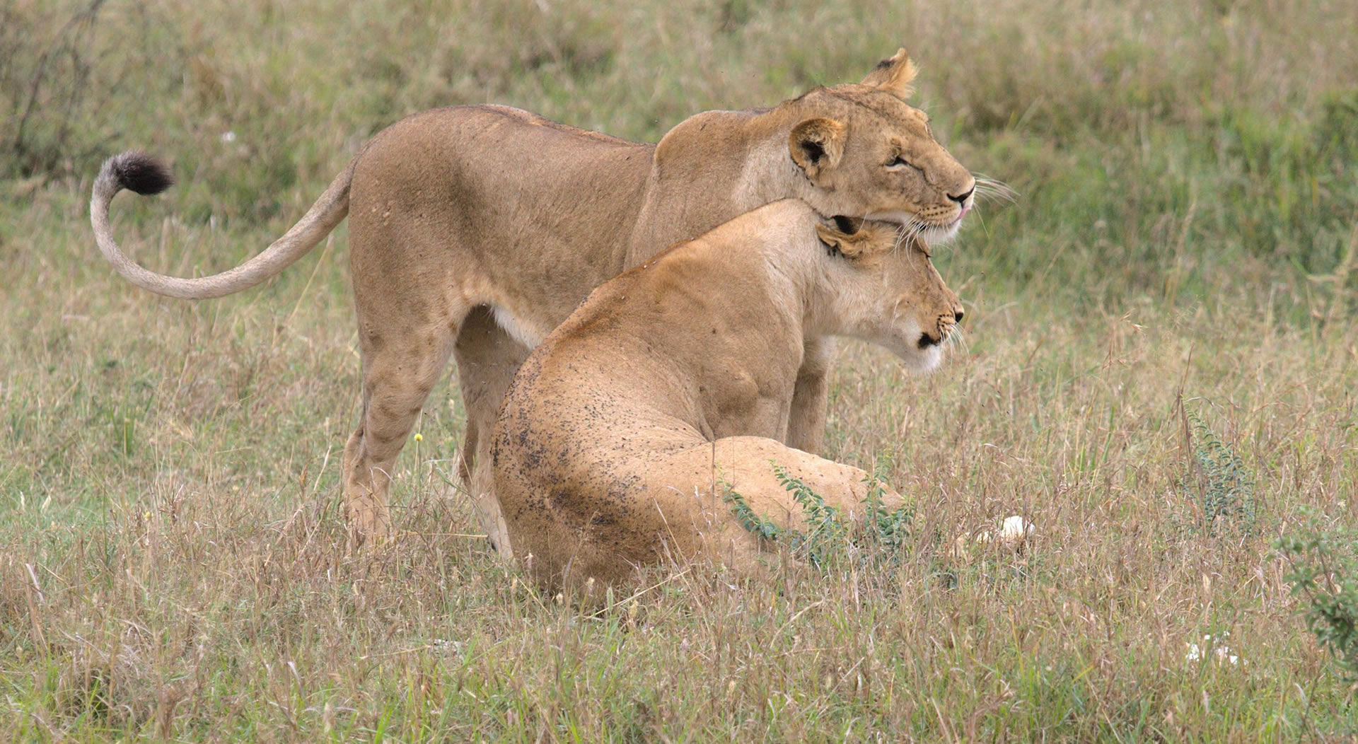 Read more about the article 6 Days Amboseli National Park, Lake Nakuru National Park & Masai Mara Game Reserve Safari