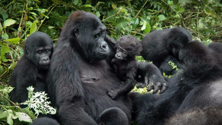 Read more about the article 8 Days mountain gorilla safari in queen elizabeth national park & murchison falls in uganda.