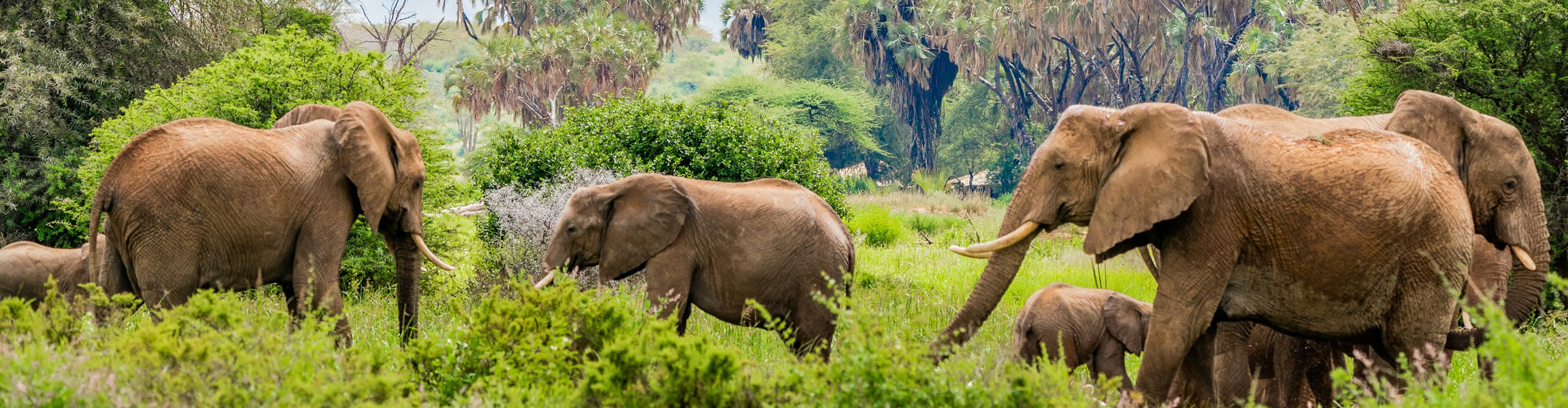 Read more about the article 7 Days Samburu, Aberdare, Lake Nakuru And Masai Mara Safari